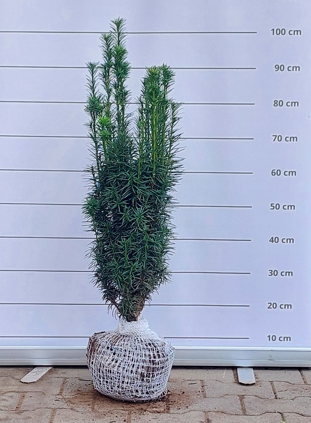 Taxus b. 'Green Rocket' - 70-80 CM RB